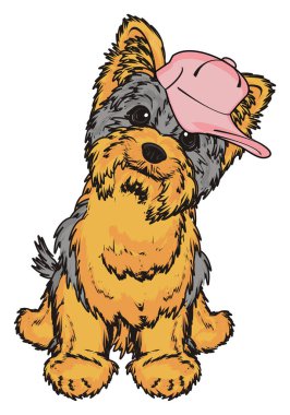 Şirin Yorkshire Teriyeri