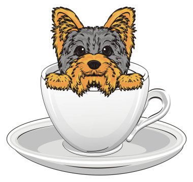 Şirin Yorkshire Teriyeri