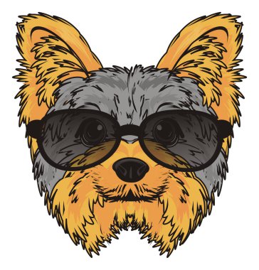 Şirin Yorkshire Teriyeri