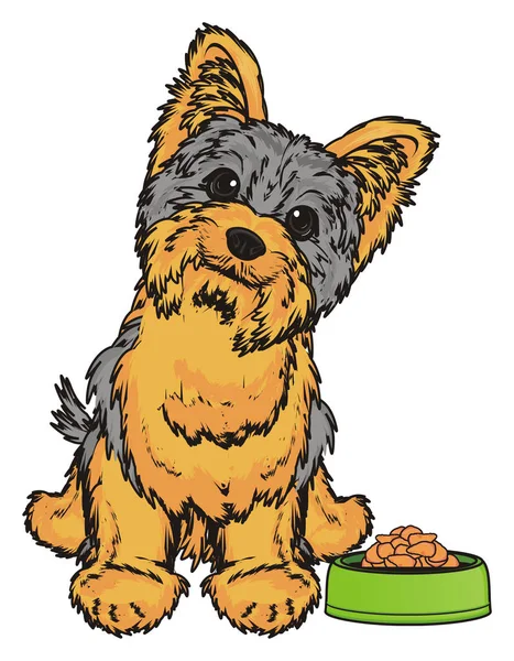 Słodki yorkshire terrier — Zdjęcie stockowe