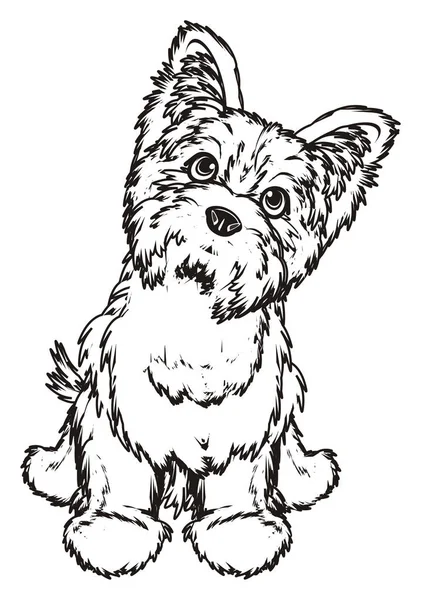 Färbung von yorkshire terrier — Stockfoto