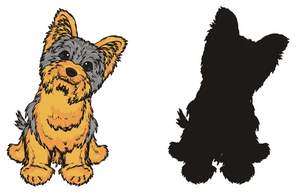 Zwei Yorkshire Terrier — Stockfoto