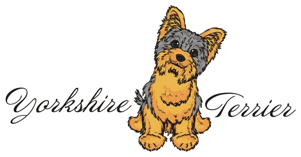 Słodki yorkshire terrier — Zdjęcie stockowe