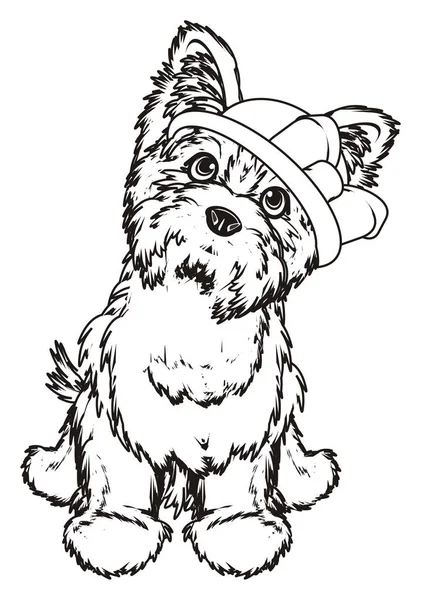 Coloring  Yorkshire terrier — Stock Photo, Image