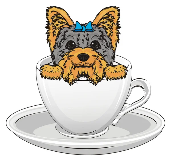 Słodki yorkshire terrier — Zdjęcie stockowe