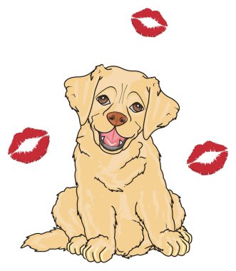 sevimli köpek labrador