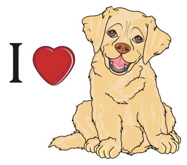 sevimli köpek labrador