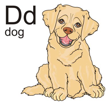 sevimli köpek labrador