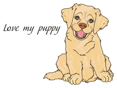 sevimli köpek labrador