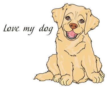 sevimli köpek labrador