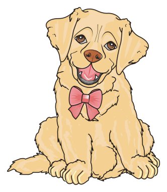 sevimli köpek labrador