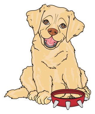 sevimli köpek labrador