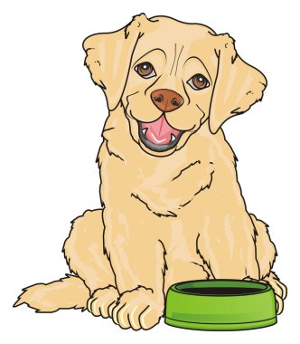 sevimli köpek labrador