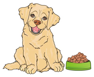 sevimli köpek labrador