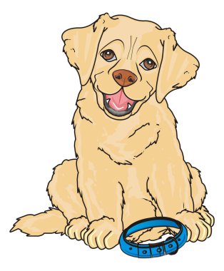 sevimli köpek labrador