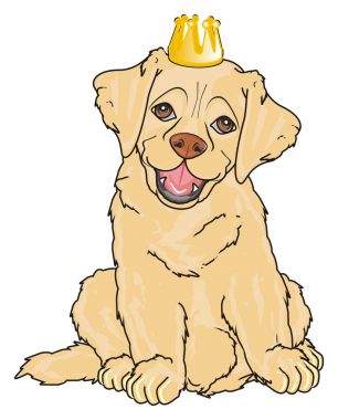 sevimli köpek labrador