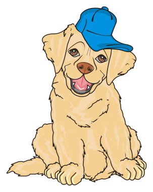 sevimli köpek labrador