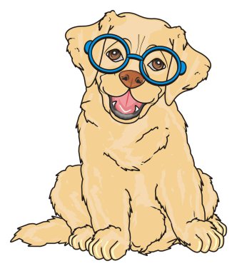 sevimli köpek labrador