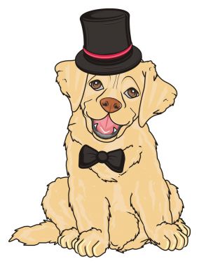 sevimli köpek labrador