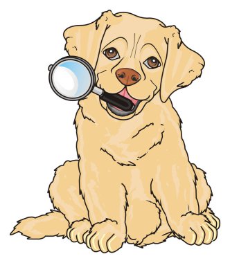 sevimli köpek labrador