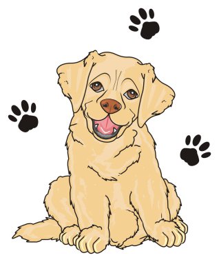 sevimli köpek labrador