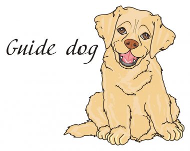 sevimli köpek labrador