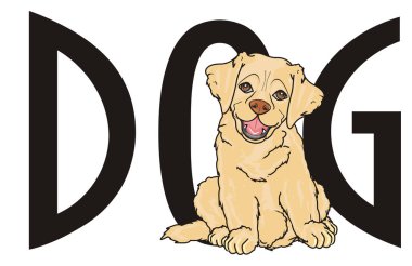 sevimli köpek labrador