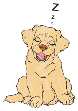 sevimli köpek labrador