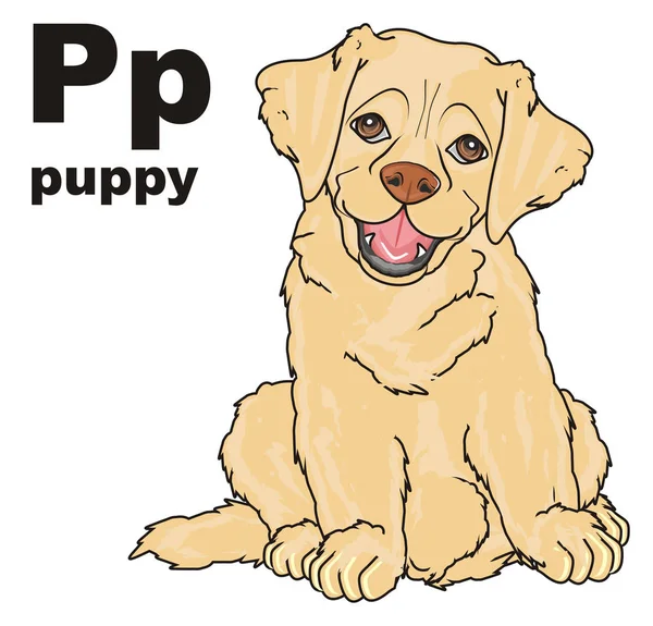 Schattige puppy van labrador — Stockfoto