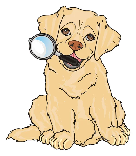 sevimli köpek labrador