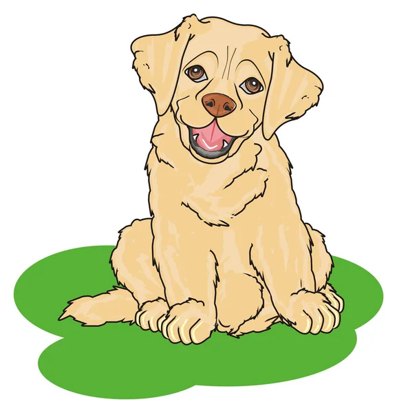 sevimli köpek labrador