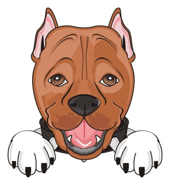 şirin kahverengi pitbull