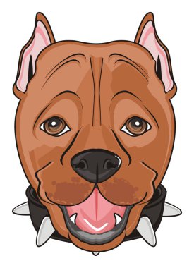 şirin kahverengi pitbull