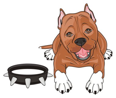 şirin kahverengi pitbull