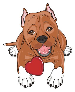 şirin kahverengi pitbull