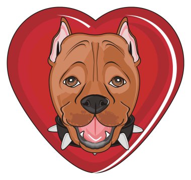 şirin kahverengi pitbull