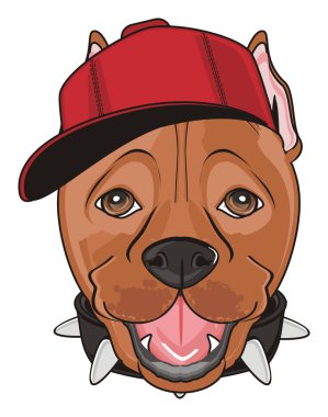 şirin kahverengi pitbull