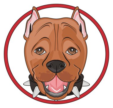 şirin kahverengi pitbull