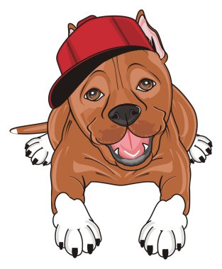 şirin kahverengi pitbull