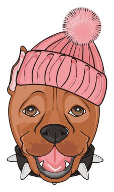 şirin kahverengi pitbull