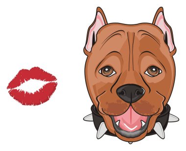 şirin kahverengi pitbull