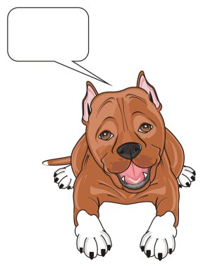 şirin kahverengi pitbull