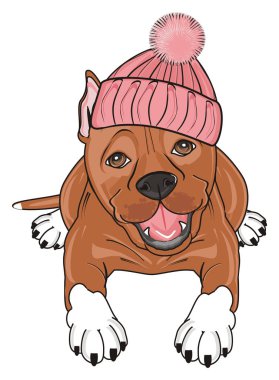 şirin kahverengi pitbull