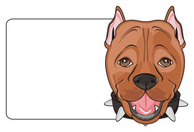 şirin kahverengi pitbull