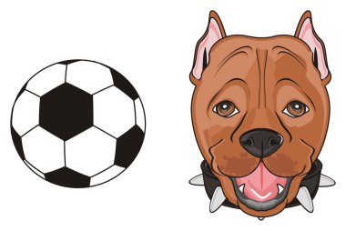 şirin kahverengi pitbull