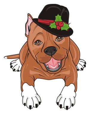 şirin kahverengi pitbull