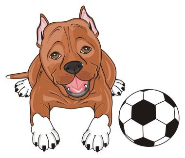 şirin kahverengi pitbull