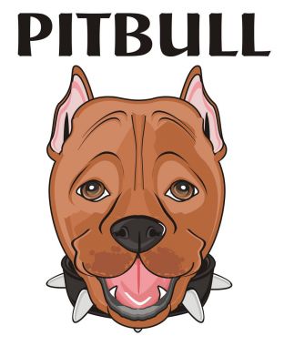 şirin kahverengi pitbull