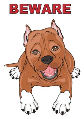 şirin kahverengi pitbull
