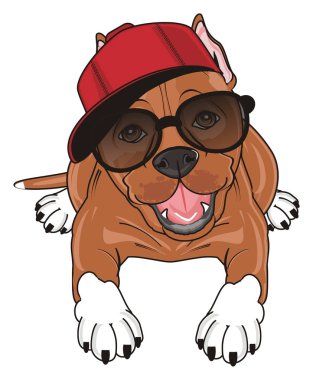 şirin kahverengi pitbull